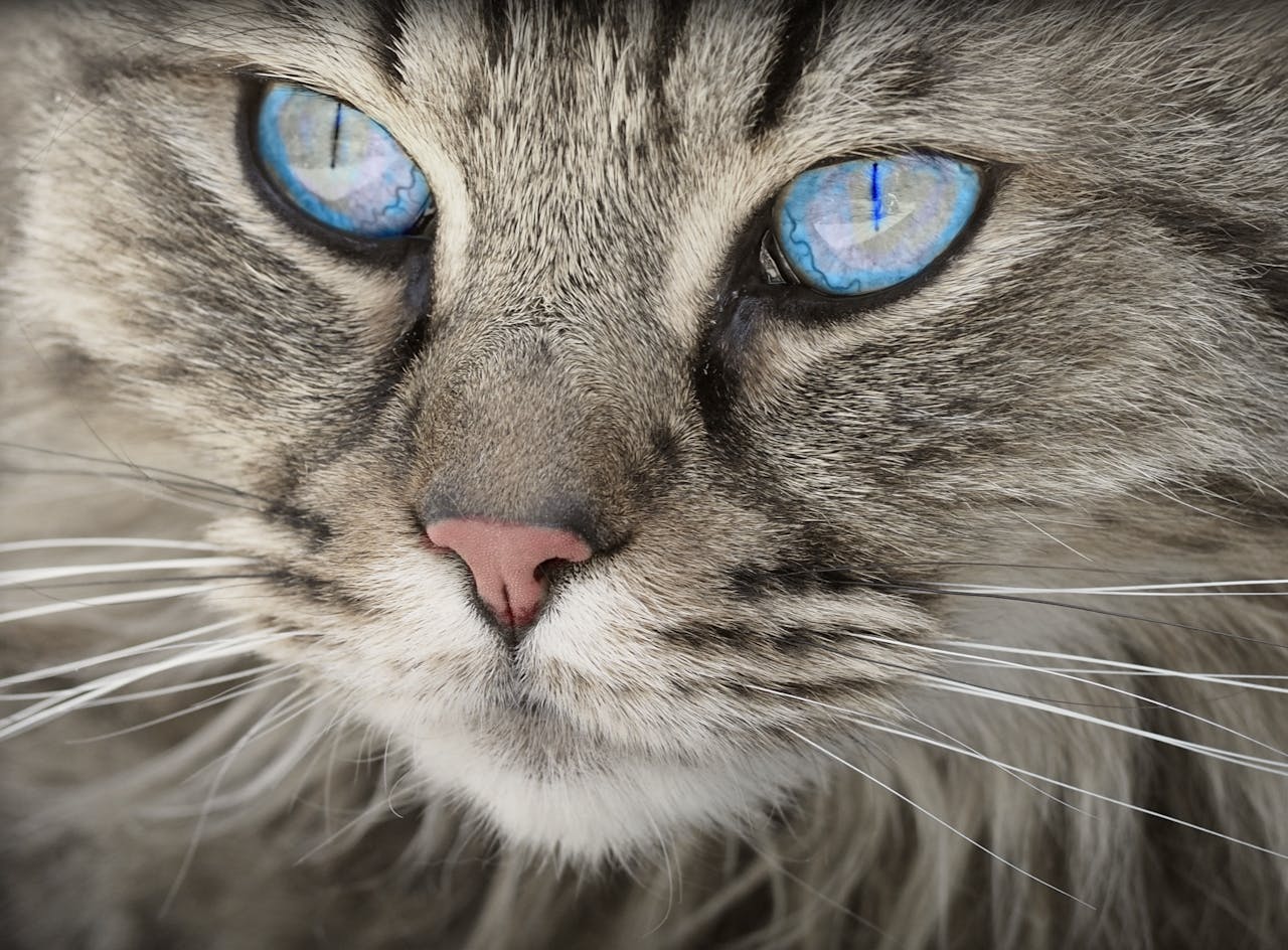 A detailed close-up portrait of a domestic cat with striking blue eyes and soft grey fur.