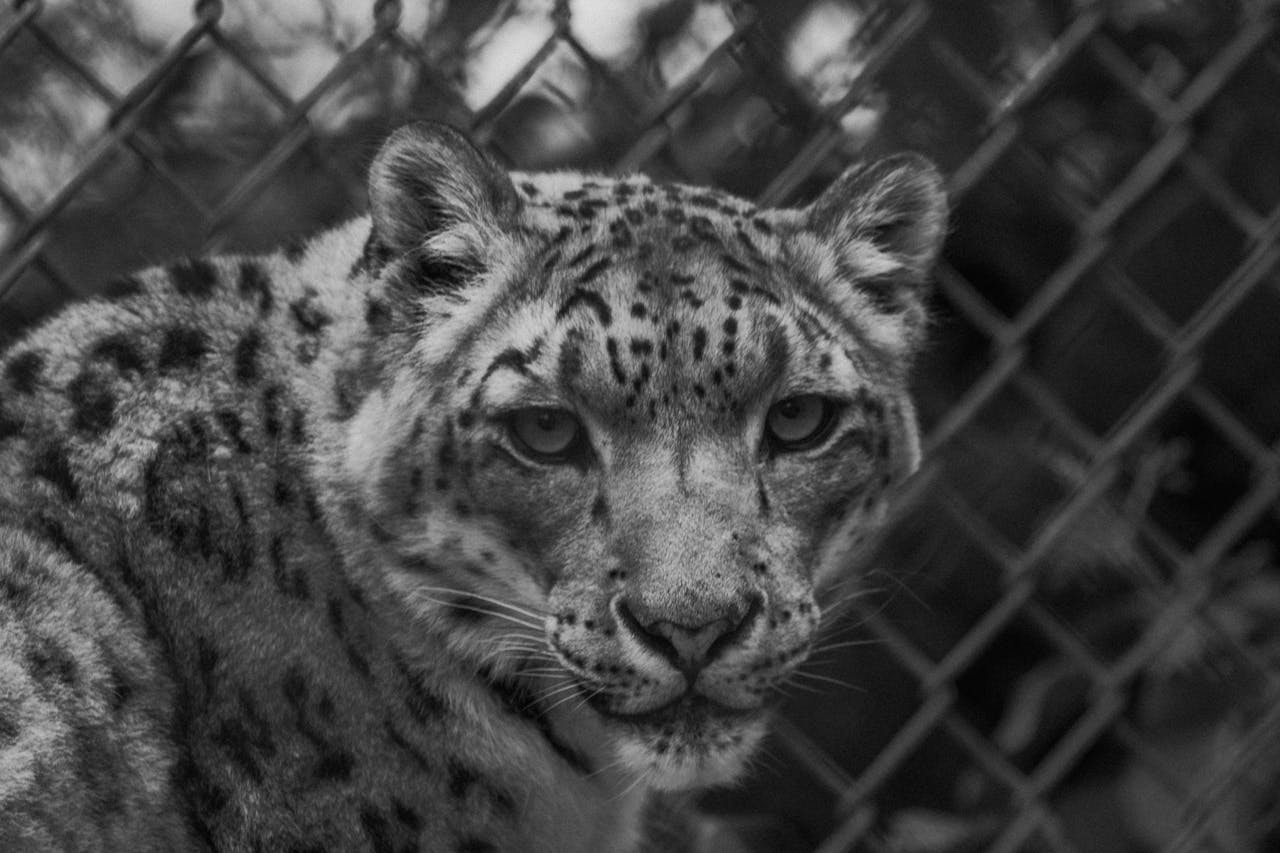 Black and white portrait of a snow leopard behind a fence, focused gaze.
