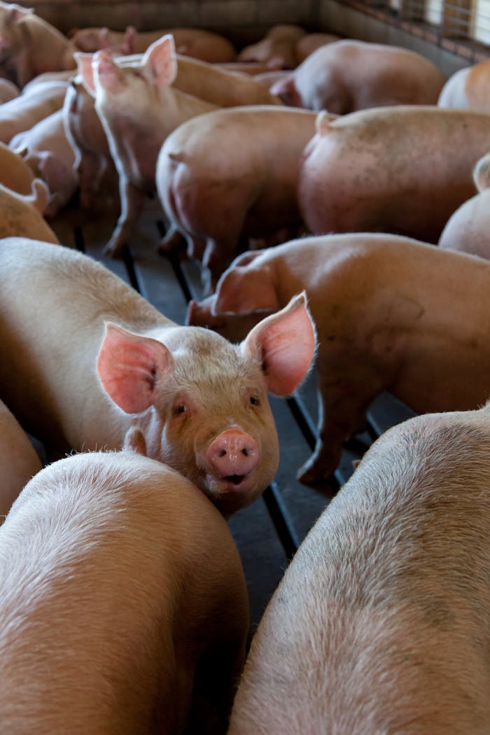 hero-img-02 Close-up of pigs in an indoor livestock pen on a farm. Captures the essence of animal agriculture.