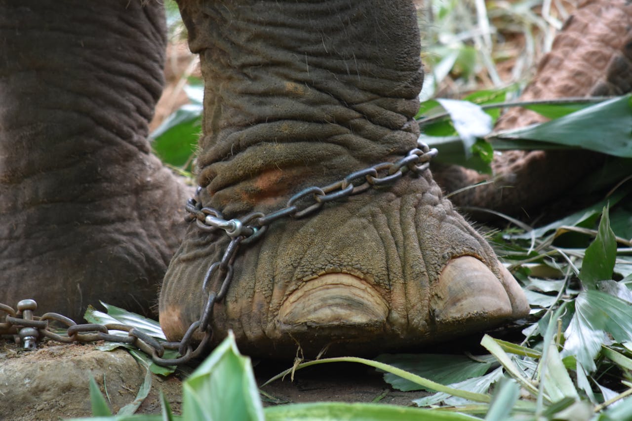 Close-up of an elephant's chained foot surrounded by foliage in Phuket, highlighting animal rights issues.