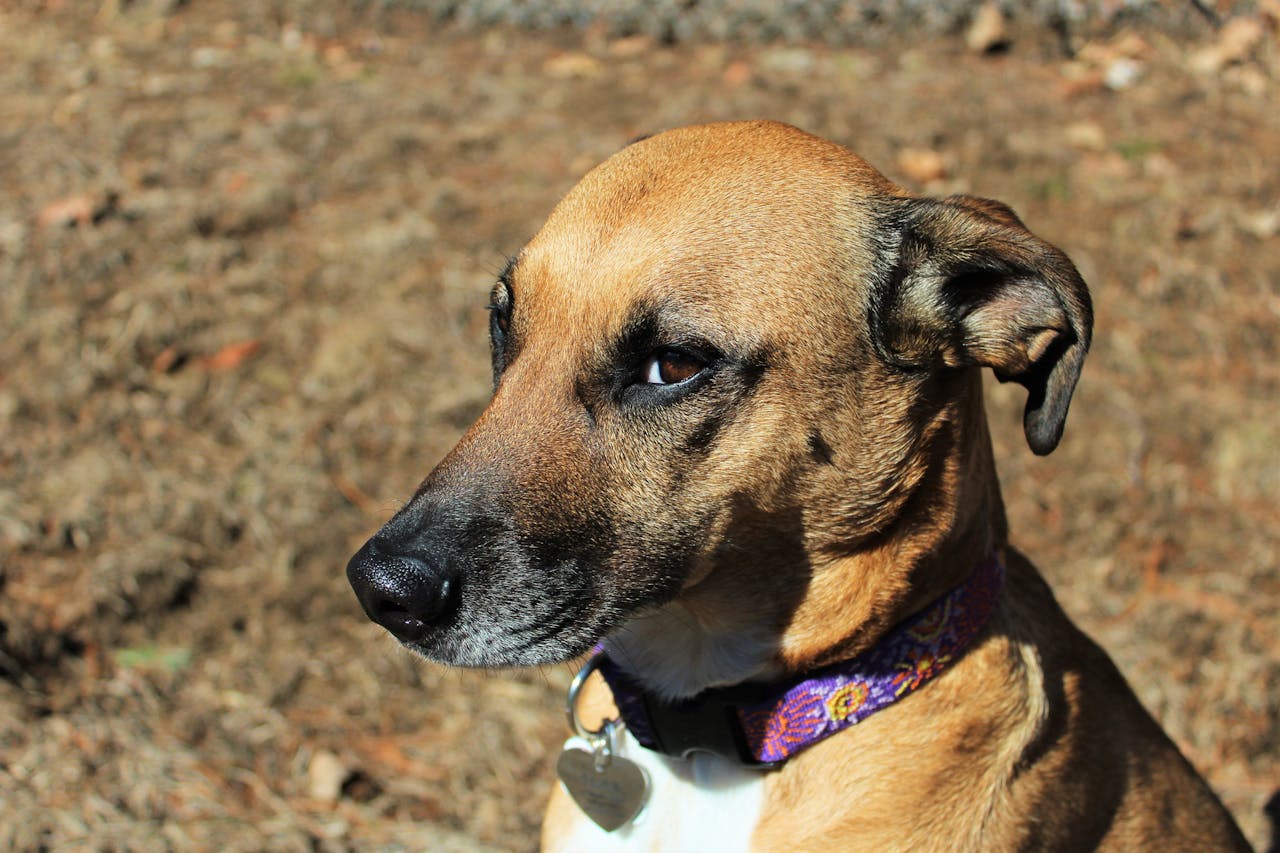 hero-img-01 A Rhodesian Ridgeback rescue dog with a collar sitting outdoors, gazing intently.