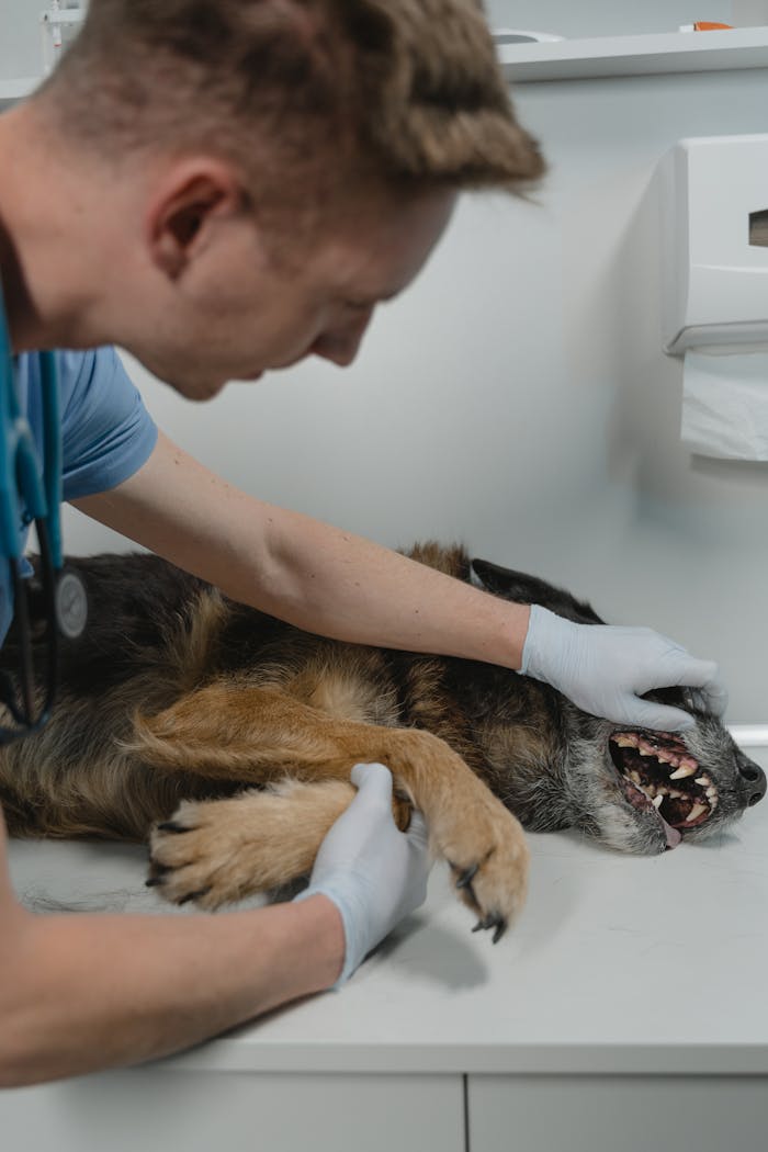 Veterinarian examines a German Shepherd's teeth during a routine checkup in a clinic.