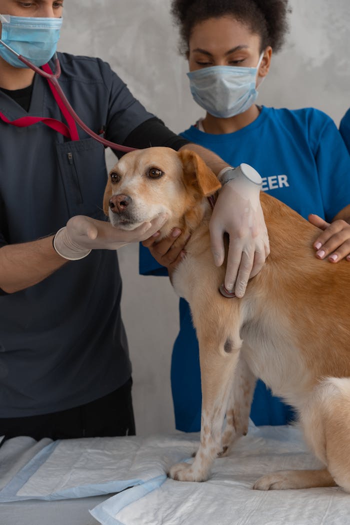 about-01 A veterinarian team examines a dog in clinic setting.