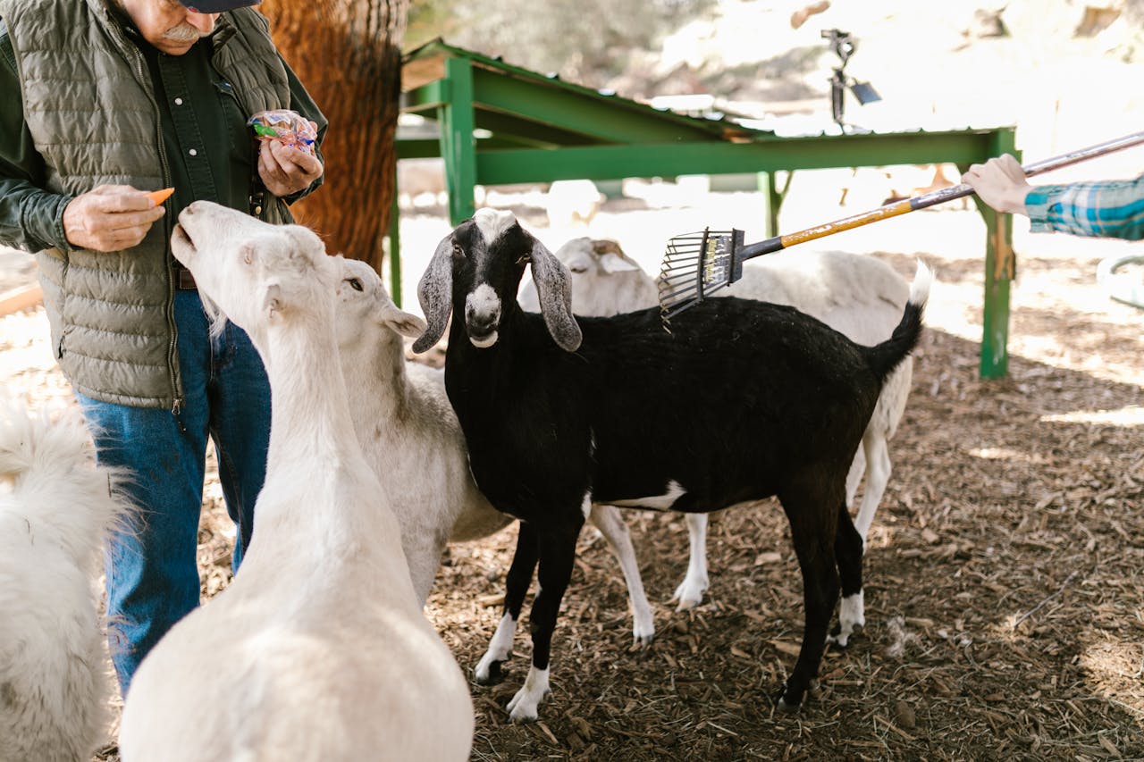 A farmer feeds goats outdoors, showcasing rural life and farm animals.