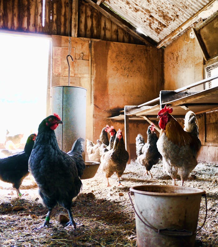 our-services-3 A rustic indoor chicken coop with hens and a rooster. Natural daylight illuminates the scene.