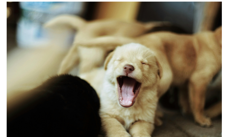 physiothérapie chiens