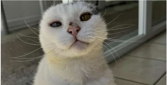 Un chat de 12 ans sauvé d'un cancer de la peau : LES SIGNES A RECONNAITRE catsavecofsuncancer