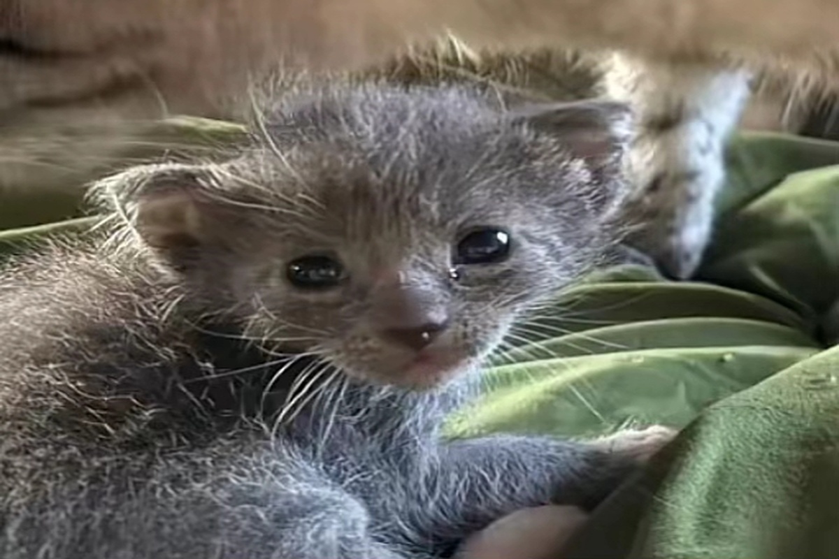 Une chatte souhaitant se donner la mort retrouve la joie de vivre en adoptant un chaton orphelin chat souhaitant se donner la mort