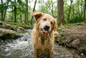 innondation bretagne chien eau danger