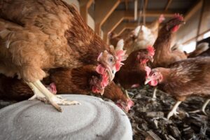 Bien-être des poules : 5 clés pour un habitat sain poule bien etre