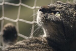 Enterrer son chat dans le jardin : C'EST INTERDIT enterrer chat